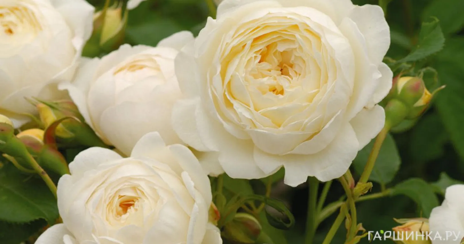 Роза Клэр Остин, Д.Остин кустарниковая (лиц)