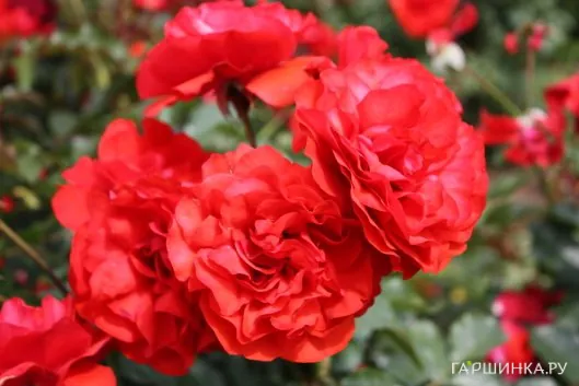 Роза Трампетер флорибунда, Imperial Rose