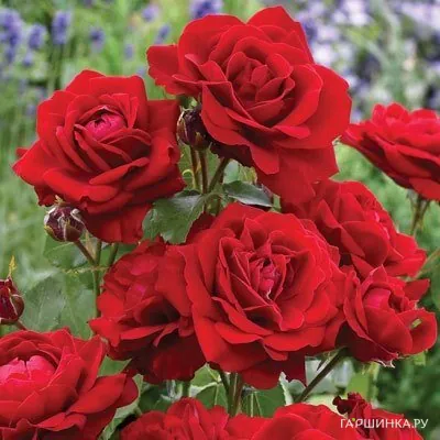 Роза Лили Марлен флорибунда, Imperial Rose