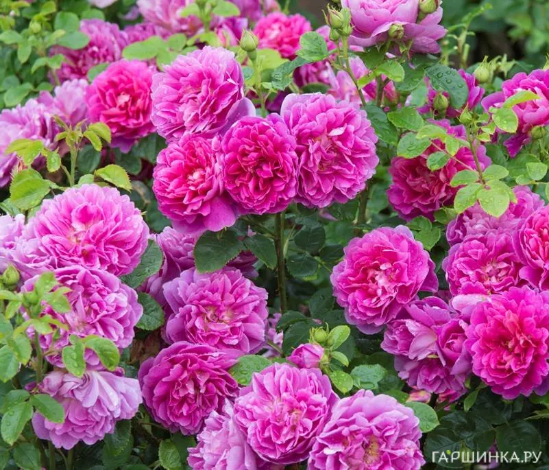 Роза Принцесса Анна, Д.Остин кустарниковая (лиц)