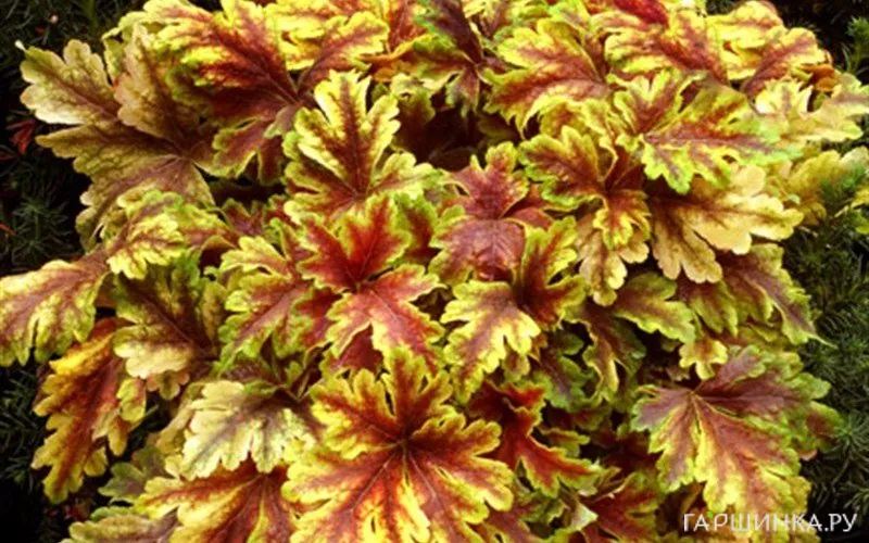 Гейхерелла Голд Зебра