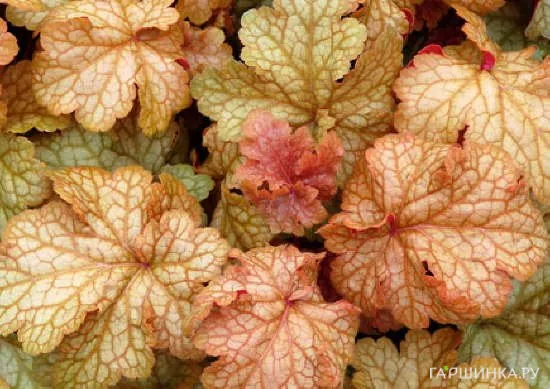 Гейхера Мидас Тач