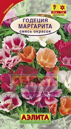 Годеция Маргарита, смесь окрасок ц/п