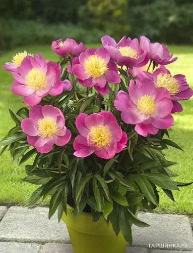 Пион Владислава