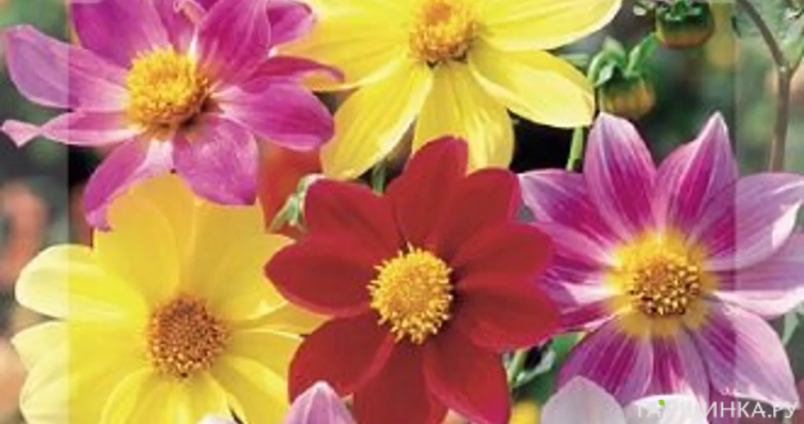 Георгина Чародейка, смесь 0,3 г