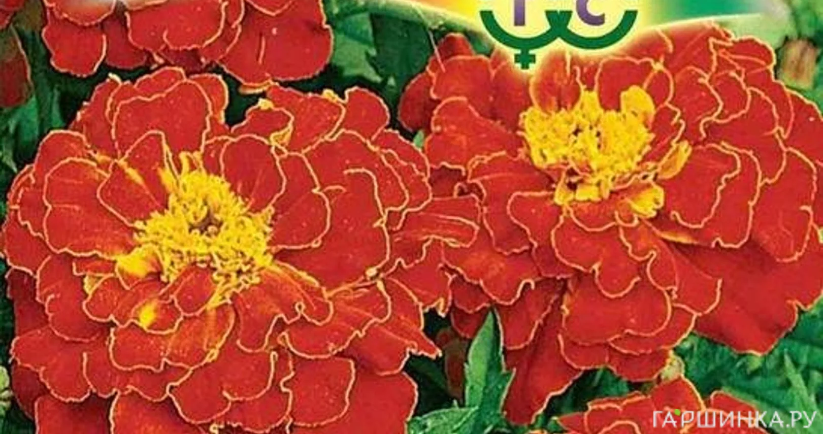 Бархатцы Брокада красная отклоненные (Гавриш), 0,3 г