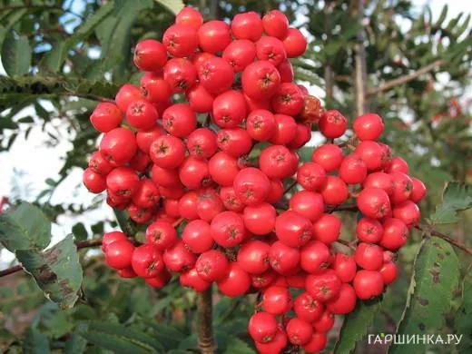 Рябина Алая крупная
