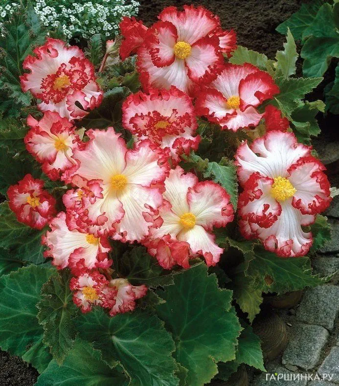 Бегония Криспа Маргината Вайт/Ред