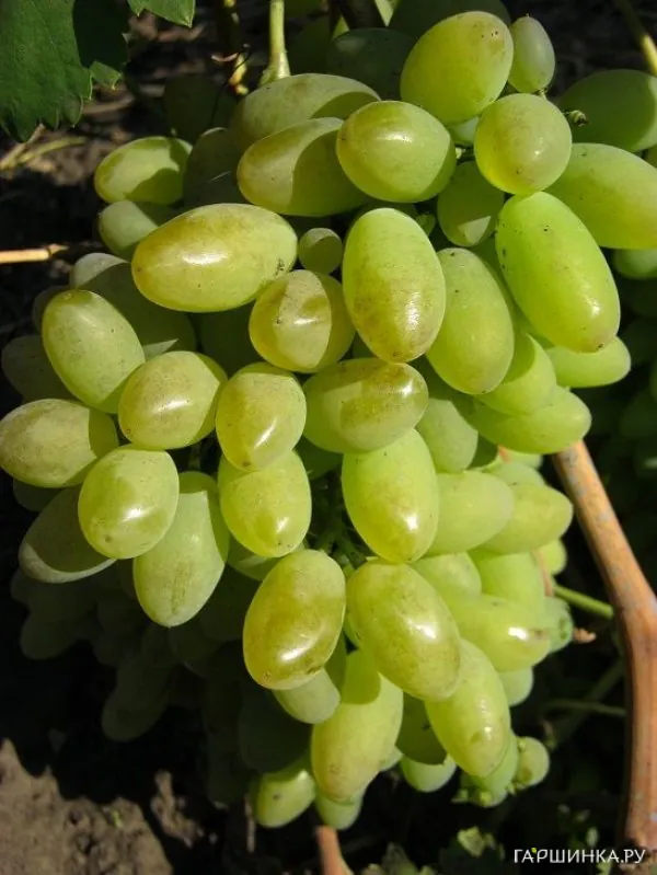 Виноград Элегант плодовый