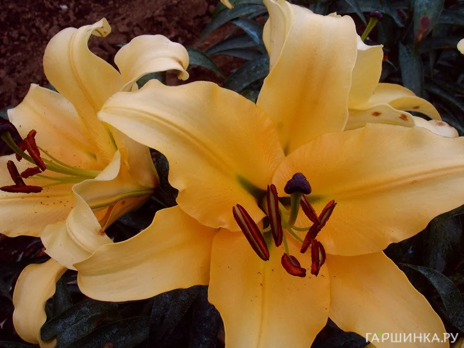 Лилия Корвадо ОТ-гибрид