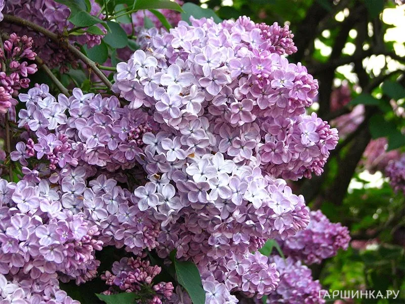 Сирень Мечта