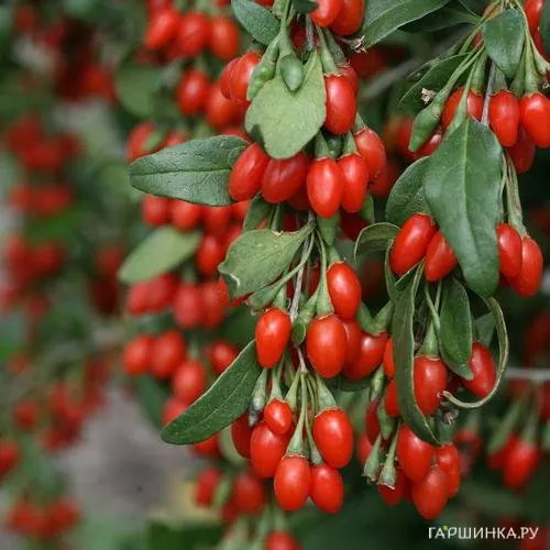 Годжи ягоды (Дереза обыкновенная)