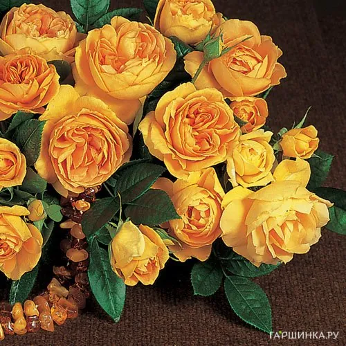 Роза Бернштайн-Роуз флорибунда, Тантау (лиц)