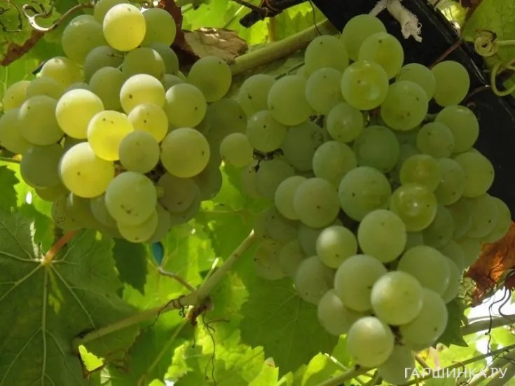 Виноград Алешенькин плодовый
