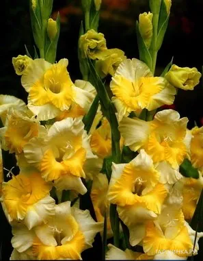 Гладиолус Багги