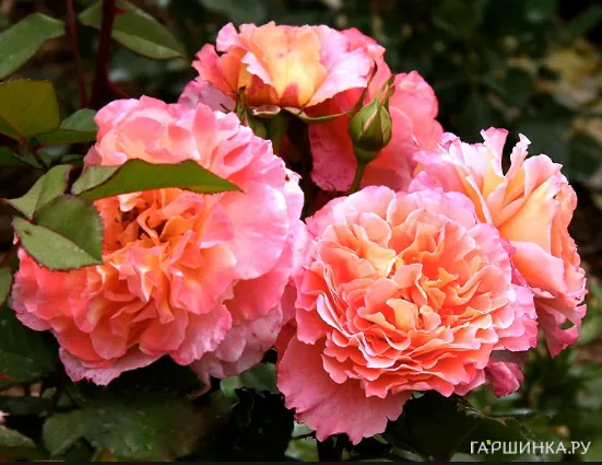 Роза Августа Луиза чайно-гибридная Imperial Rose