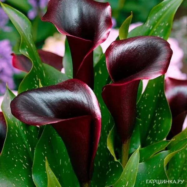 Калла Шварцвальдер