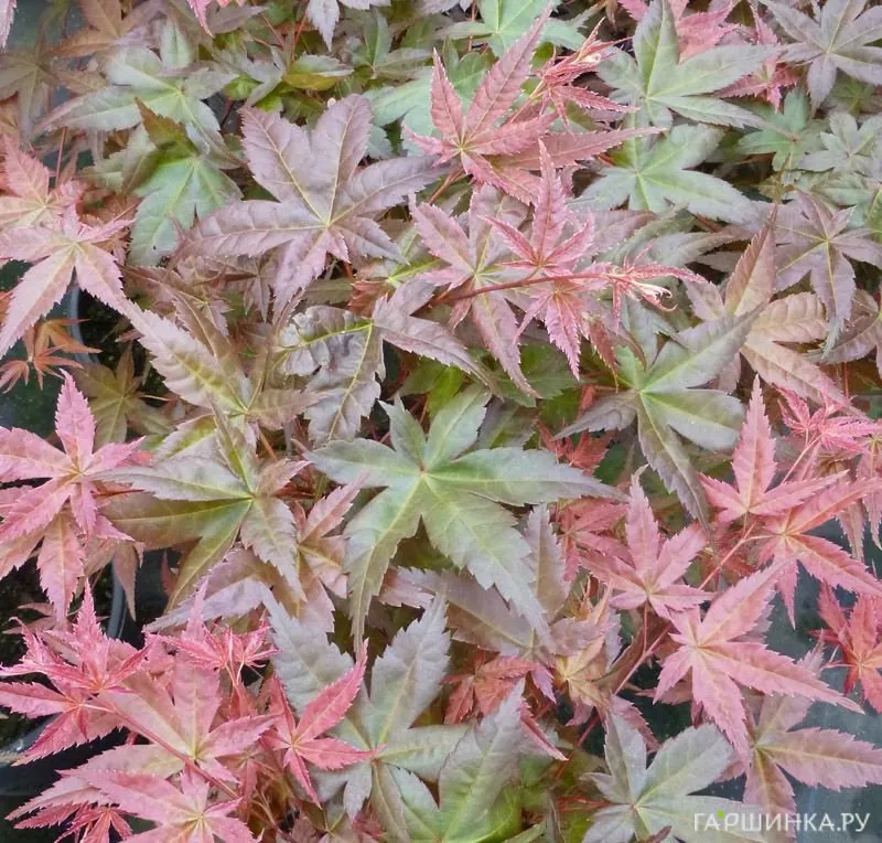 Клен Бени Майко