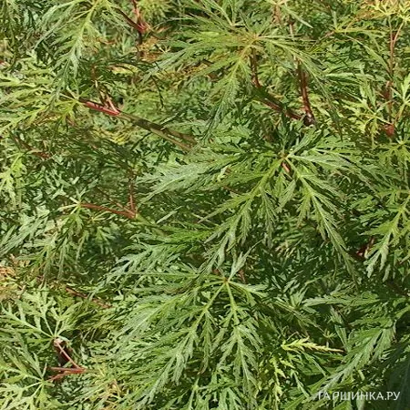 Клен Эмеральд Лейс