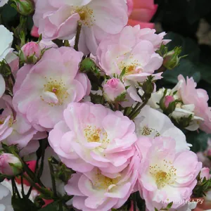 Роза Перенниал Блаш плетистая Imperial Rose