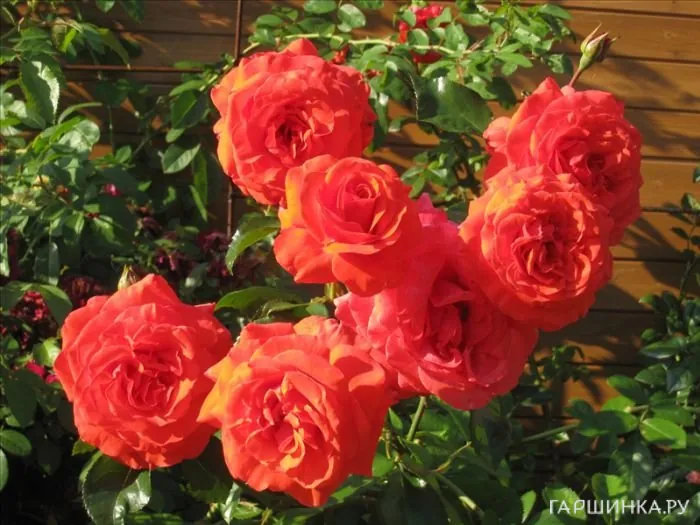 Роза Салита плетистая, Imperial Rose