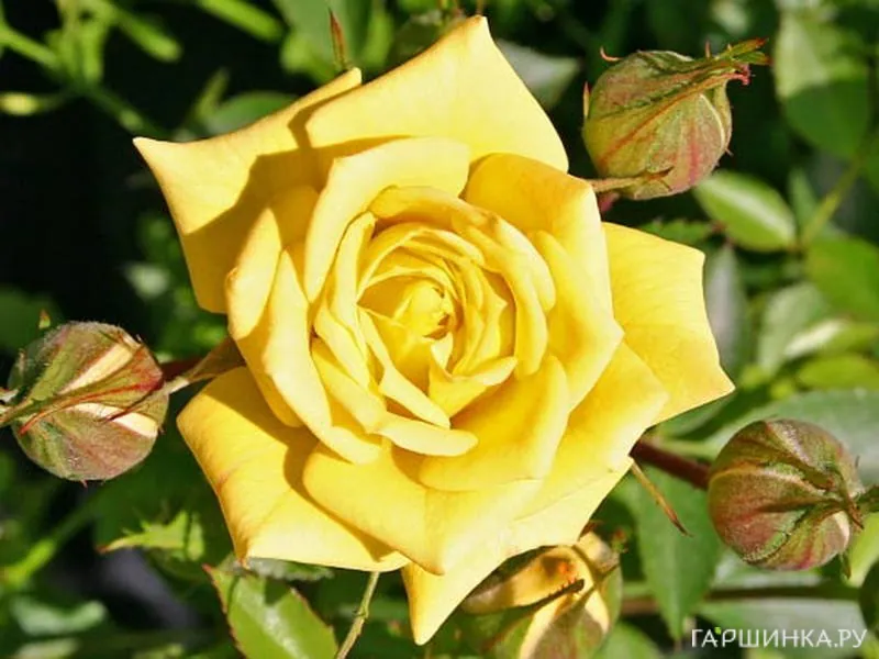 Роза Зонненкинд миниатюрная, Imperial Rose