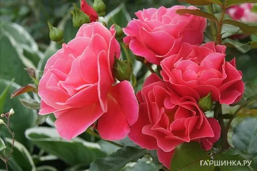 Роза Пассе флорибунда, Империал Роуз Imperial Rose