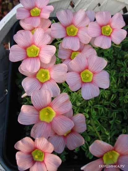 Оксалис Obtusa 3шт