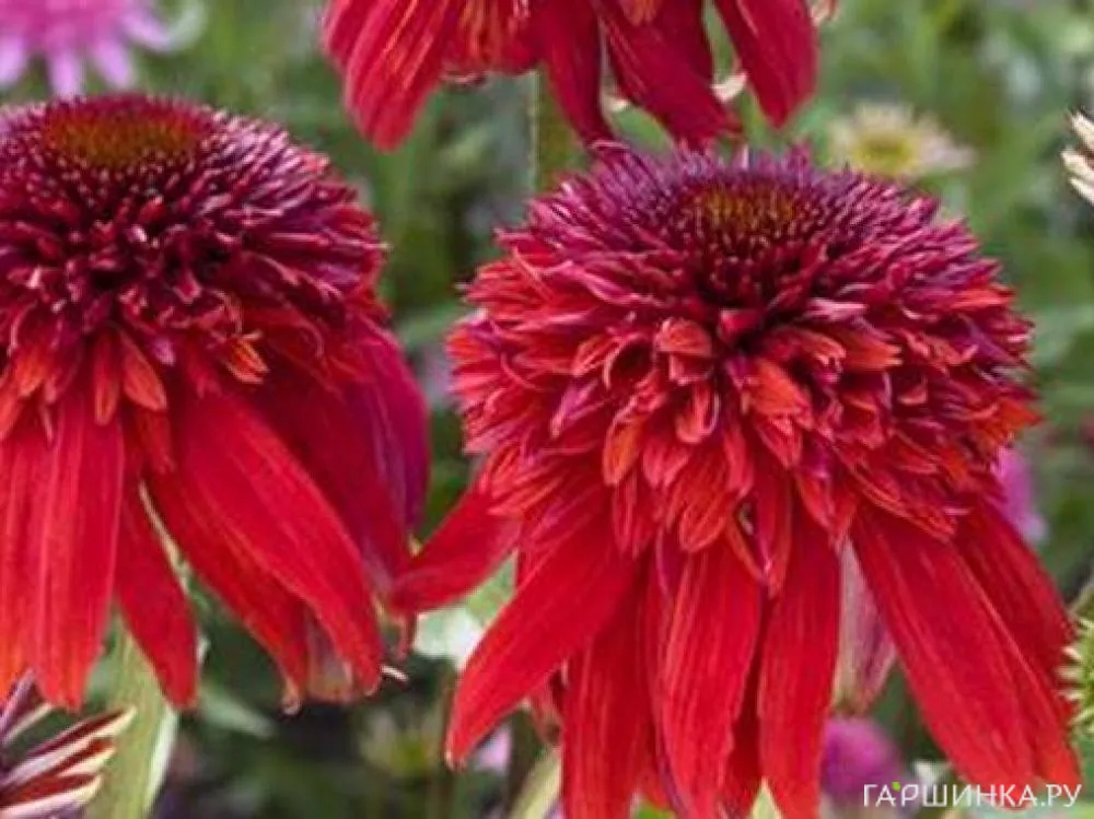 Эхинацея пурпурная Эксцентрик