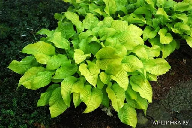 Хоста Сан Пауэр (ML)