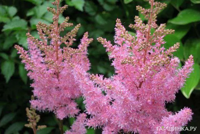 Астильба гибридная Пинк