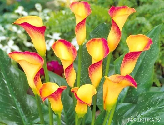 Калла Пич Шиффон