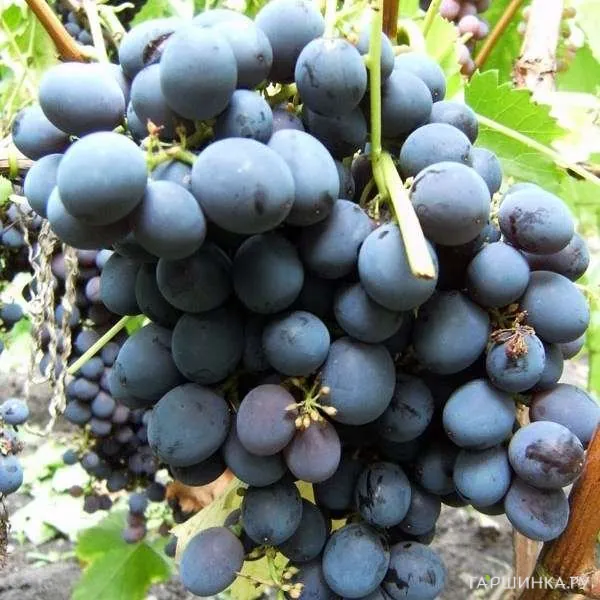 Виноград Муромец плодовый
