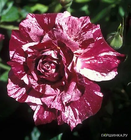 Роза Перпл Тайгер флорибунда, Викс (лиц)