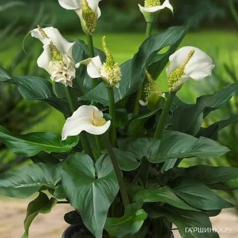 Калла Эфиопика Вайт Сван