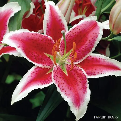 Лилия Старфайтер восточная