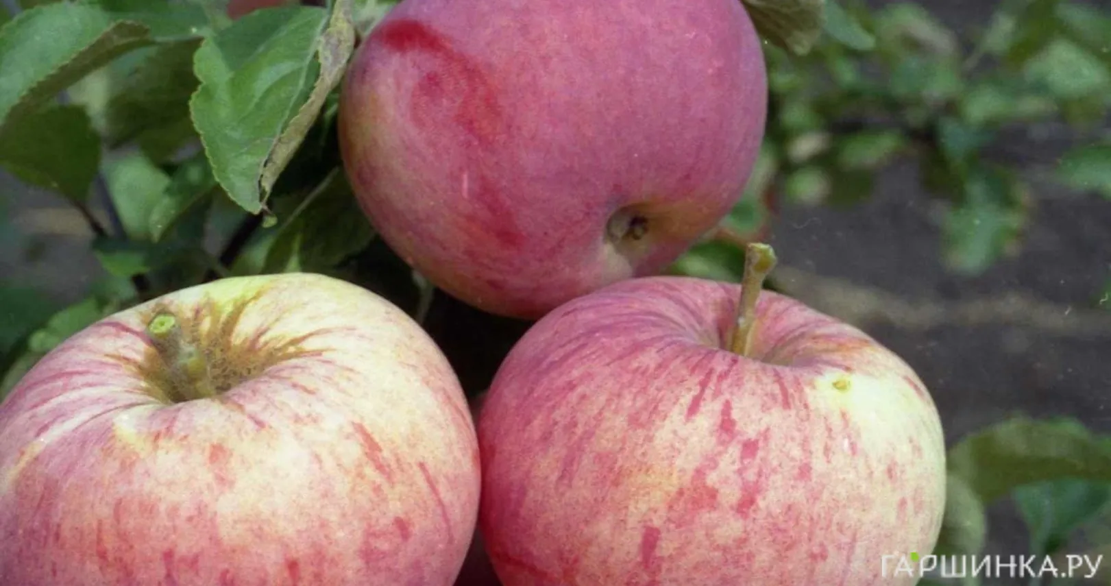 Яблоня Орлинка