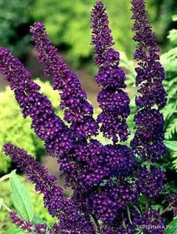 Буддлея Блэк Найт