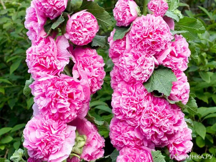 Шток-роза Double Pink махровая