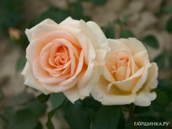 Роза Мунсун/Осеана чайно-гибридная, Imperial Rose