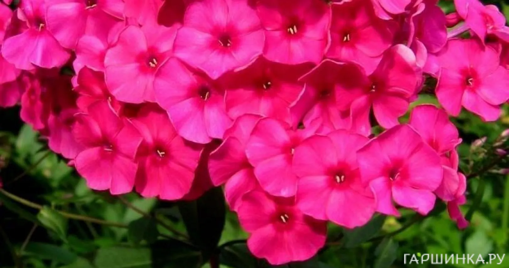 Флокс Малиновое суфле