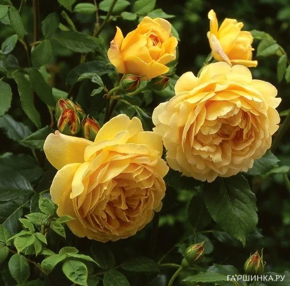 Роза Голден Селебрейшн, Д.Остин кустарниковая (лиц)