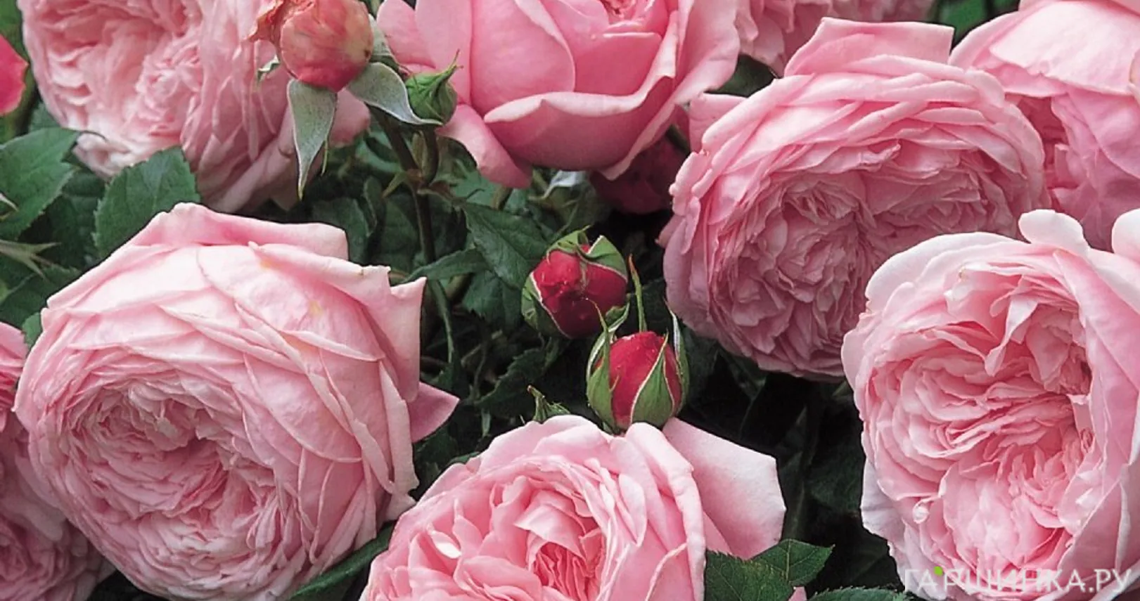 Роза Спирит оф Фридом, Д.Остин кустарниковая (лиц)