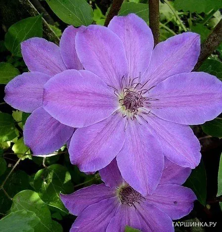 Клематис Балтык крупноцветковый (2)
