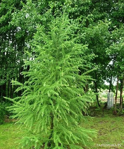 Лиственница Кемпфера