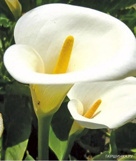 Калла Кристал Бьюти