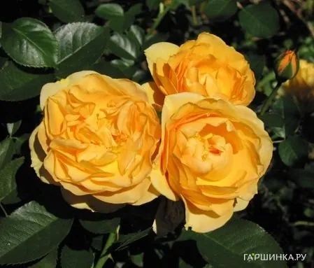 Роза Джулия Чайлд флорибунда, Викс (лиц)