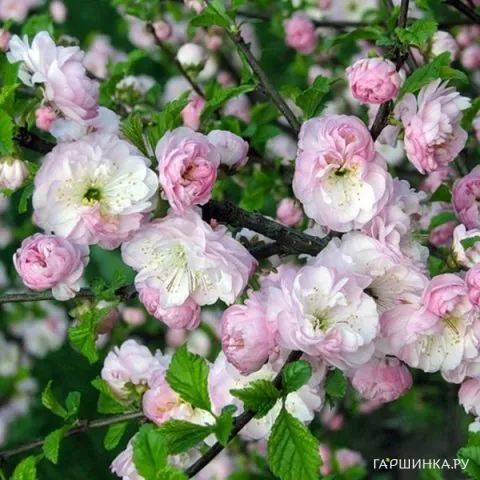 Миндаль Снега Племуры