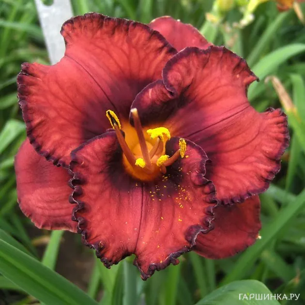 Лилейник Berrylicious