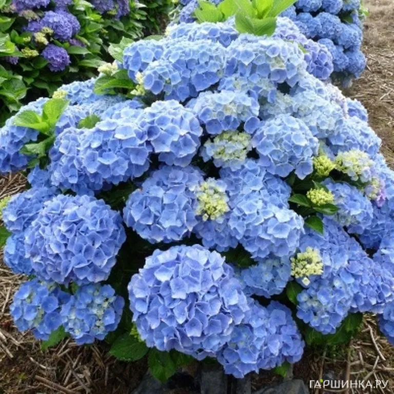 Гортензия Боденси крупнолистная (макрофила)